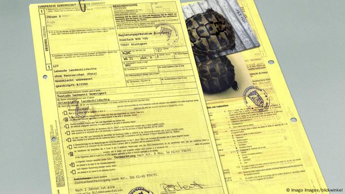 Un certificado CITES para la tortuga mora (Testudo graeca) 