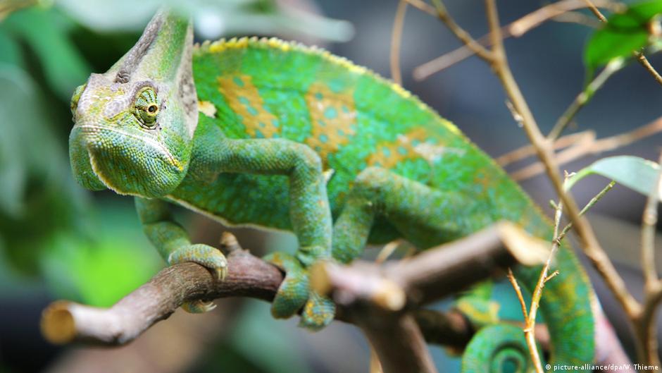 reptile buying sites