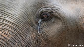 Lacrimi de elefant Lacrimi de elefant