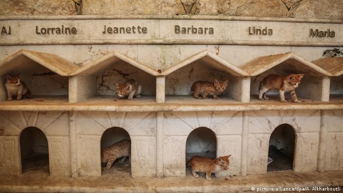 Syrien | Der Katzenmann von Aleppo (picture-alliance/dpa/A. Alkharboutli)