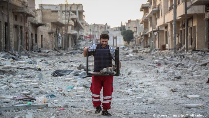 Syrien | Der Katzenmann von Aleppo (picture-alliance/dpa/A. Alkharboutli)