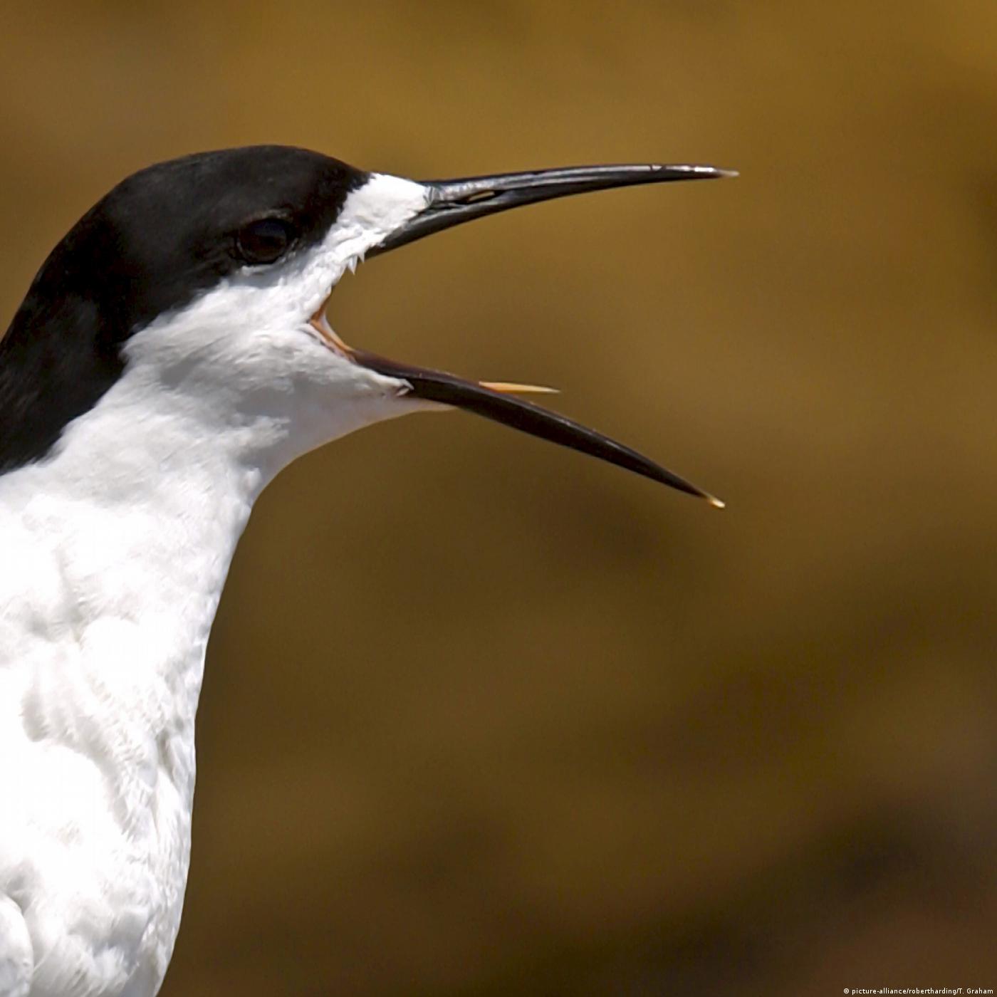 Living Planet: A sound environment