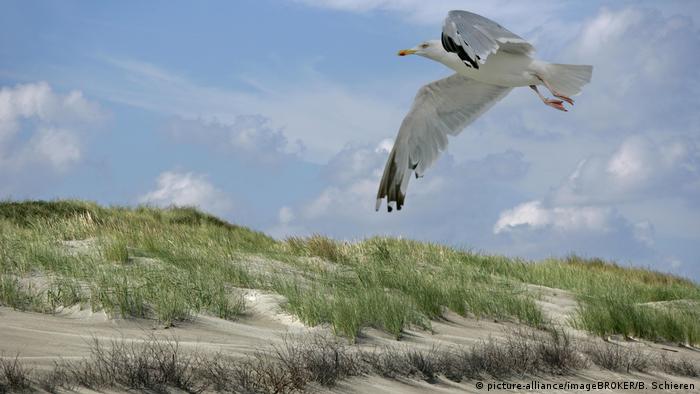 Mar de Frisia: un paraíso para las aves | Proteccion del medioambiente | DW  