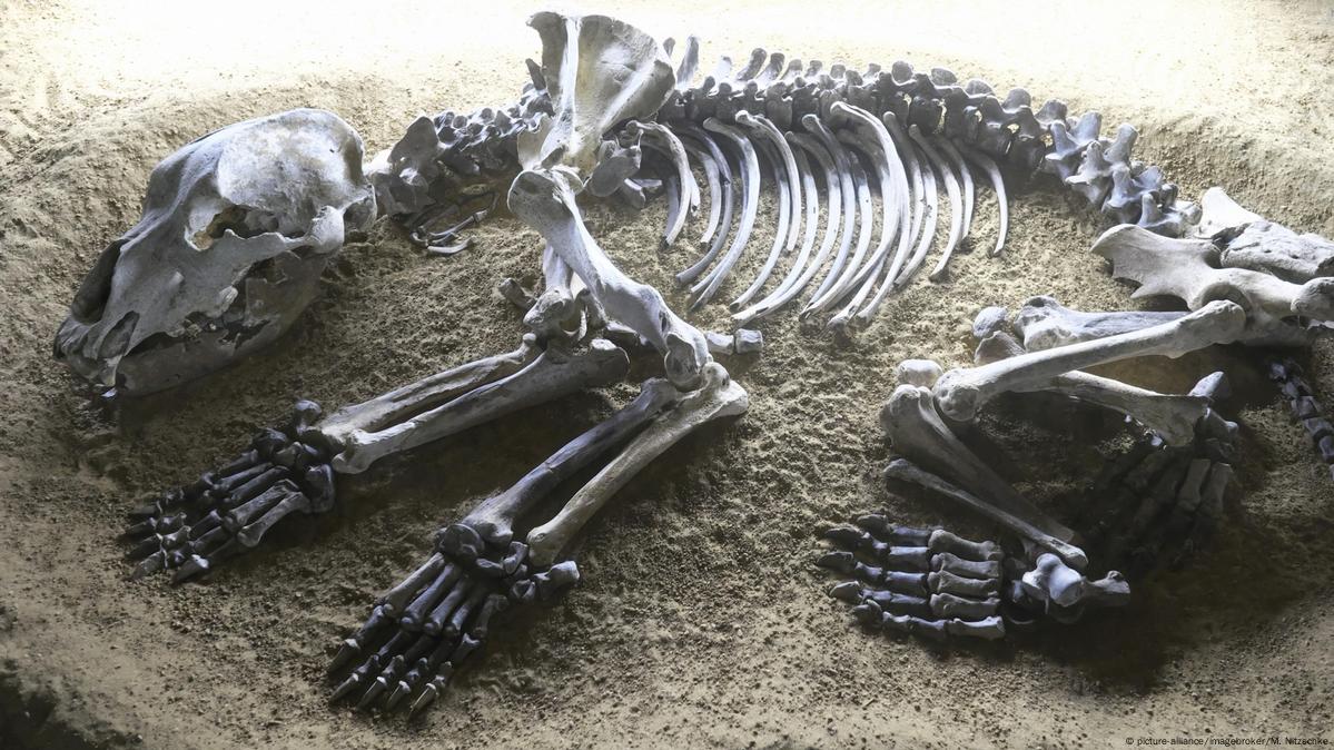 Study blames humans for prehistoric bear demise – DW – 08/15/2019