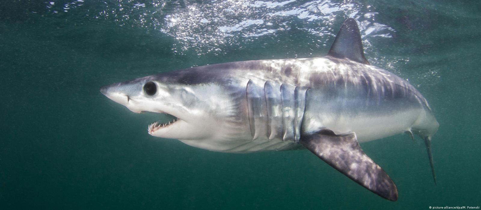 Mako Shark Limited Edition Print - Whitewashed / Small (11\, image size:1600x700