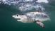 Mako shark swimming in Atlantic Mako shark swimming in Atlantic