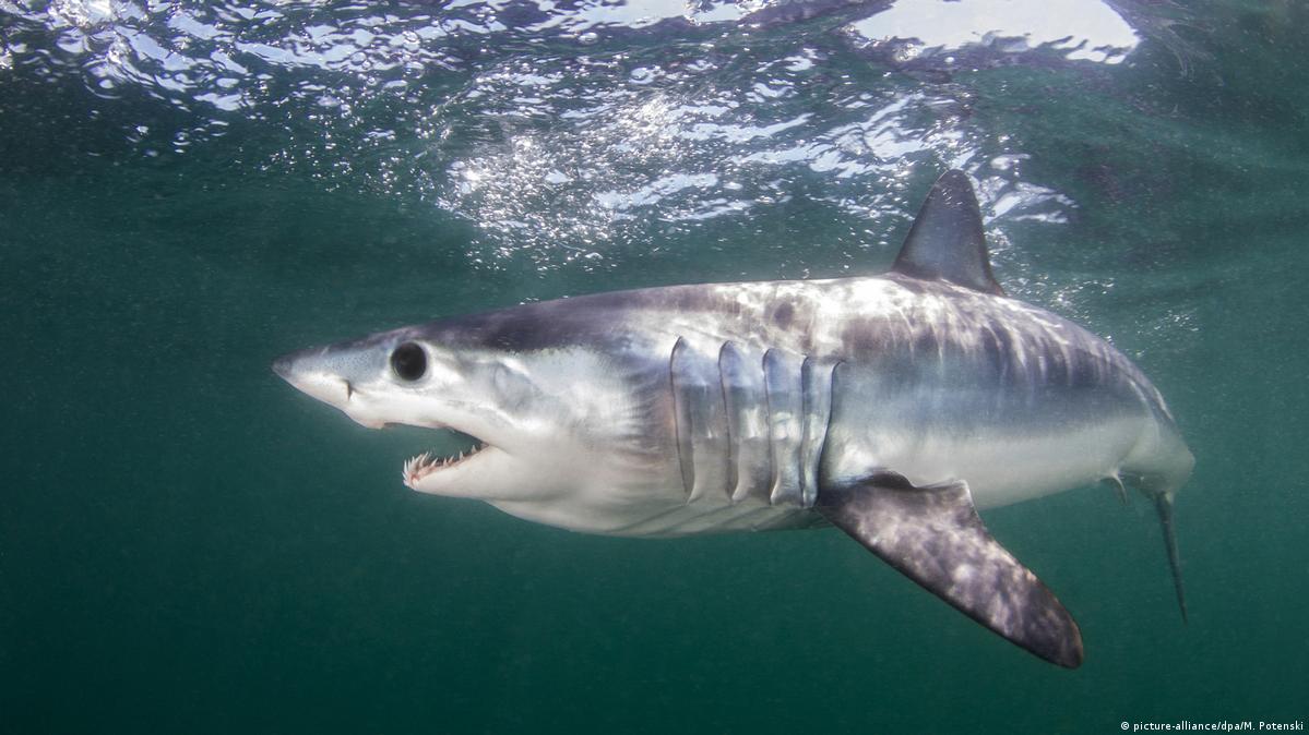 Countries vote to protect endangered mako sharks – DW – 08/25/2019