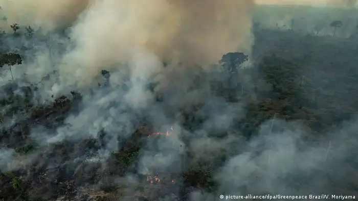 Brasilien Waldbrände (picture-alliance/dpa/Greenpeace Brazil/V. Moriyama)
