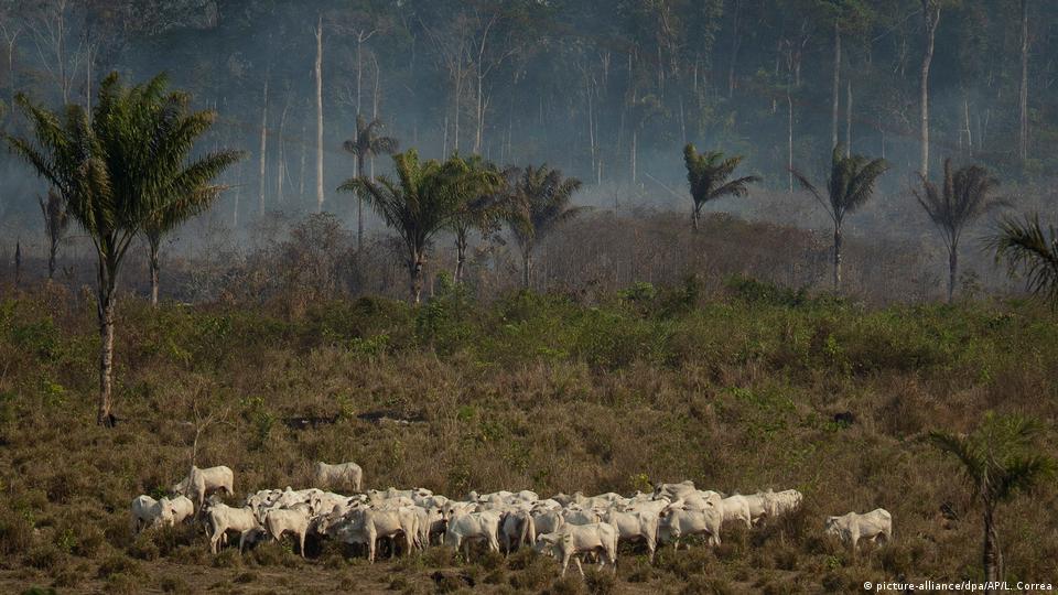 Ganado cerca de una zona boscosa.