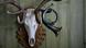 Hunting trophy Hunting trophy