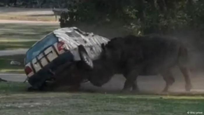 Angry Rhino Flips Car At German Safari Park News Dw 28 08 2019