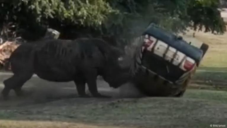 Angry rhino flips car at German safari park – DW – 08/28/2019