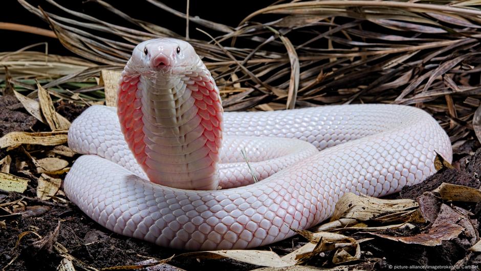 Escaped venomous snake on the loose in German town News DW 28.08.2019