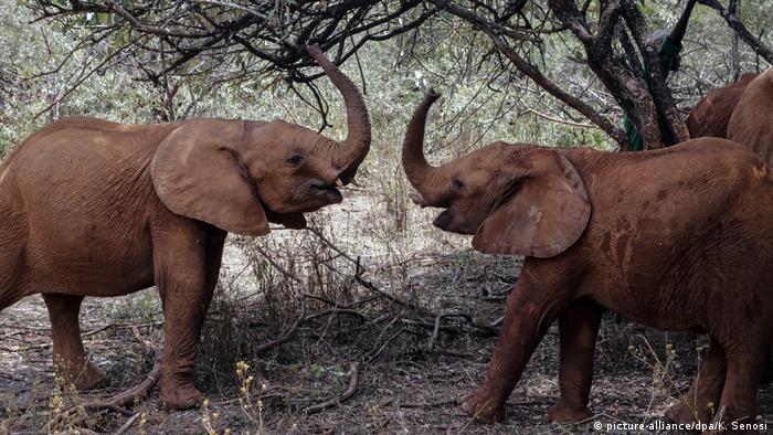 Elephants at a park in Kenya