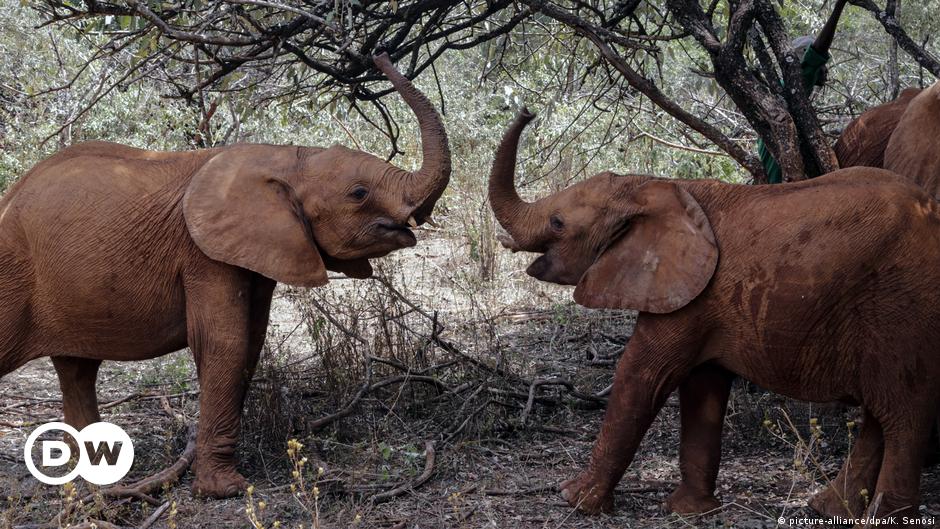 Download Elephant Baby Boom In Kenya Numbers Double Over Three Decades News Dw 12 08 2020