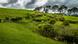 Mata Mata on the North Island of New Zealand Mata Mata on the North Island of New Zealand