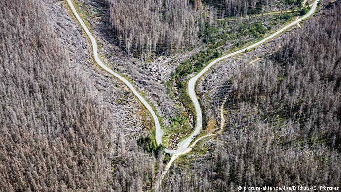 A roads runs through a dying forest