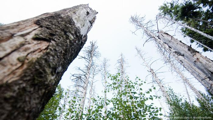 Stumps of dying trees without leaves