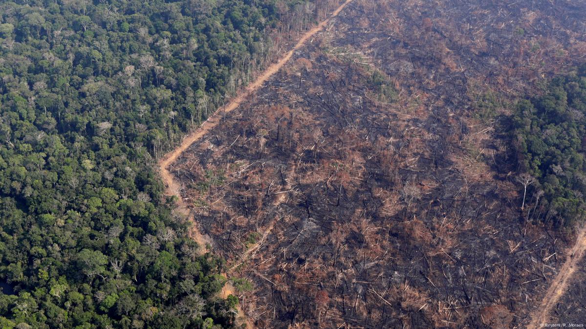 Desmatamento na Amazônia cresce neste ano diz Inpe DW