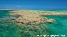 Nuevo blanqueo masivo de corales en la Gran Barrera de Arrecifes de Australia