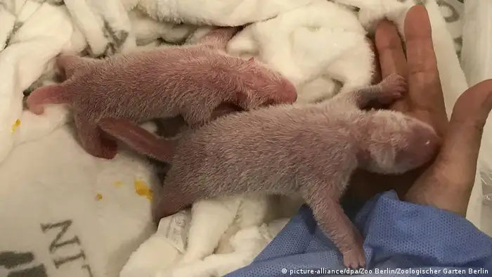 Deutschland Zwei Panda-Babys im Berliner Zoo geboren