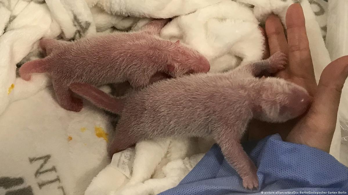 柏林动物园有了熊猫宝宝