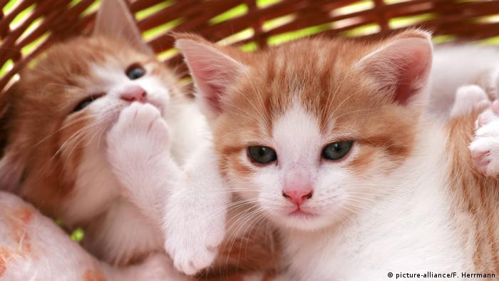 Not So Aloof Cats Capable Of Strong Bonds With Humans News Dw 24 09 2019