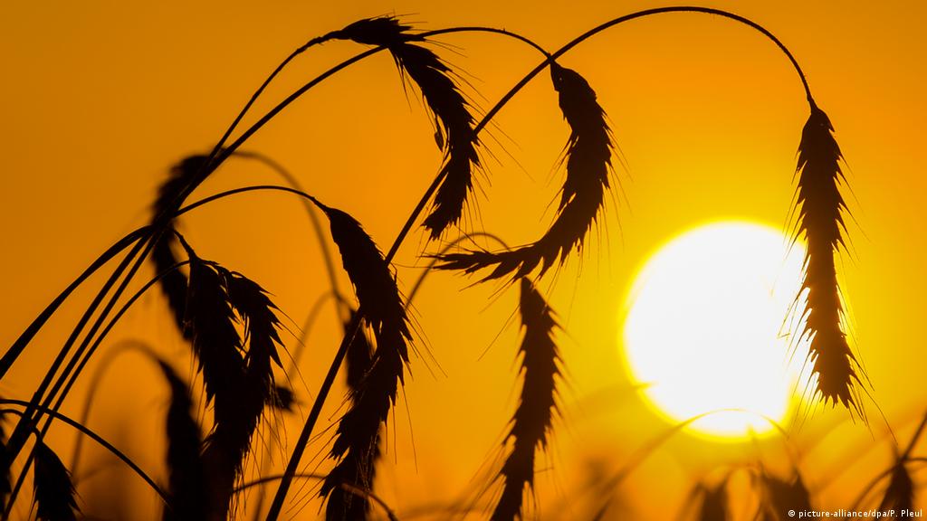 Bmkg Indonesia Dilanda Suhu Panas Hindari Aktivitas Di Luar Ruangan Indonesia Laporan Topik Topik Yang Menjadi Berita Utama Dw 25 10 2019