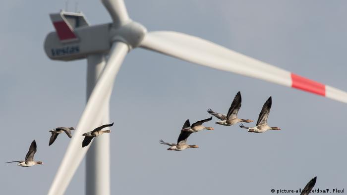 Wild geese fly next to a wind turbine