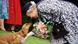 UK | Elizabeth II. mit Corgi UK | Elizabeth II. mit Corgi