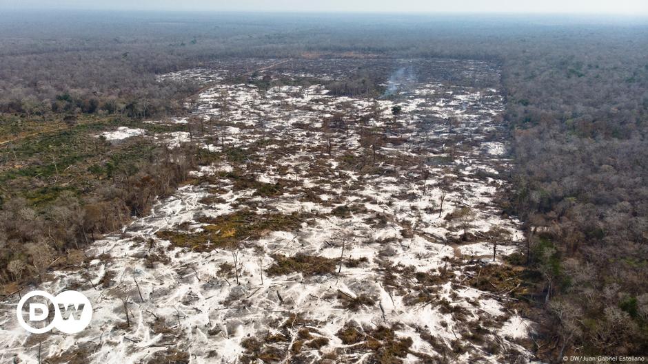 Deforestación que no cesa ni en pandemia: creció un 12 % en 2020 | Ecología  | DW | 13.04.2021