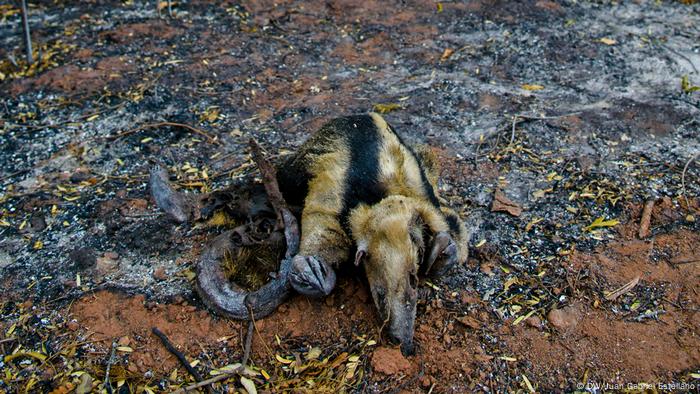 Oso hormiguero quemado por los incendios en la Chiquitania boliviana.