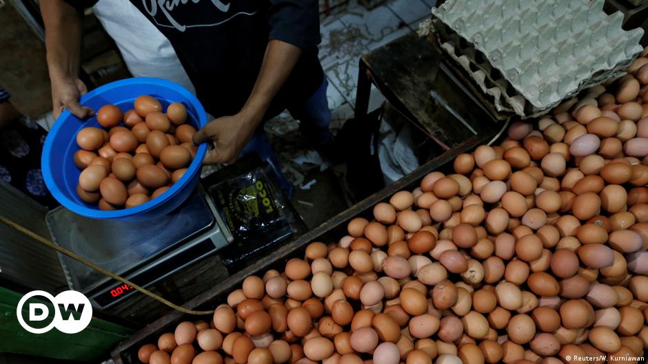 Indonesia memusnahkan jutaan telur – DW – 5 September 2019
