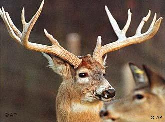Rutting in Sauerland – DW – 09/14/2007