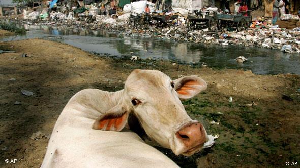A cow feeds on plastic bags and other garbage along a stream in New Delhi, India (Photo: AP Photo/David Guttenfelder)