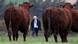 Premier Boris Johnson auf einer Rinderfarm in Schottland Premier Boris Johnson auf einer Rinderfarm in Schottland