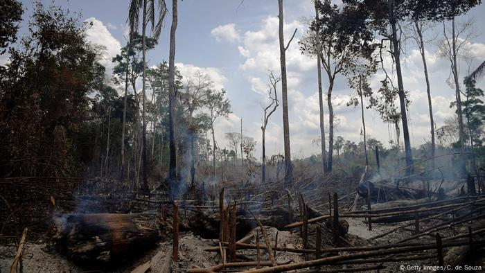 Bosques de América Latina: deforestación letal | Las noticias y análisis  más importantes en América Latina | DW | 11.09.2019