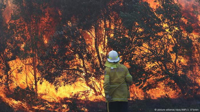 Australia S Koalas Threatened By Deforestation And Bushfires Environment All Topics From Climate Change To Conservation Dw 04 11 2019