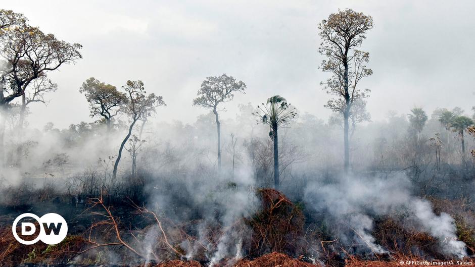 Bolivia, entre la deforestación y la degradación de suelos | Ecología | DW  | 06.12.2019