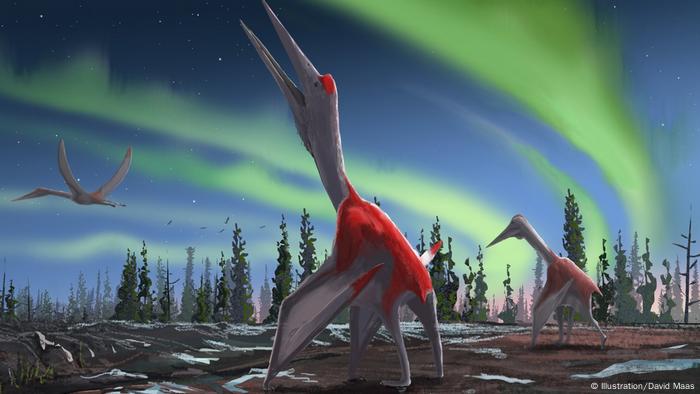 Colossal Flying Reptile Discovered In Canada News Dw 10 09 19