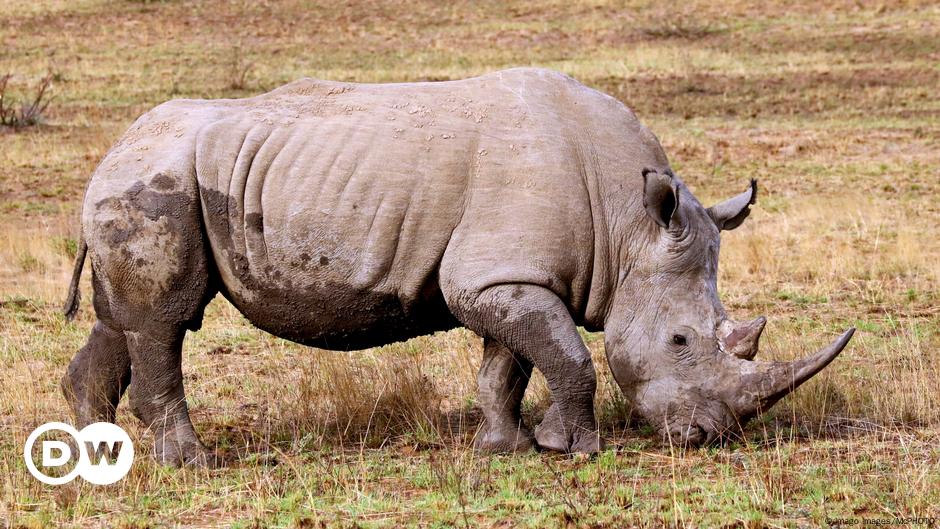 Nashorn-Wilderei in Südafrika nimmt wieder zu