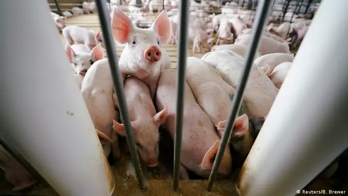 USA Handelsstreit mit China | Schweinefarm in Iowa (Reuters/B. Brewer)