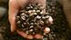 A hand holding coffee beans (Source: AP) A hand holding coffee beans (Source: AP)