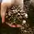 A hand holding coffee beans (Source: AP)