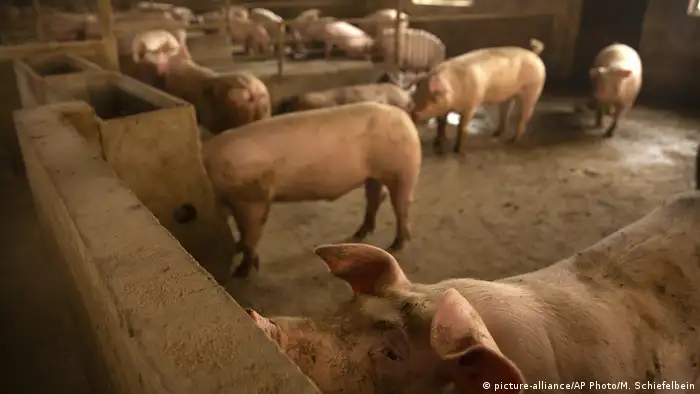 非洲猪瘟后暴涨的猪价，吸引不少资金进入养猪行业