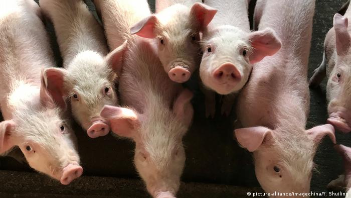 China Afrikanische Schweinepest | Symbolbild Schweine in Shenzhen