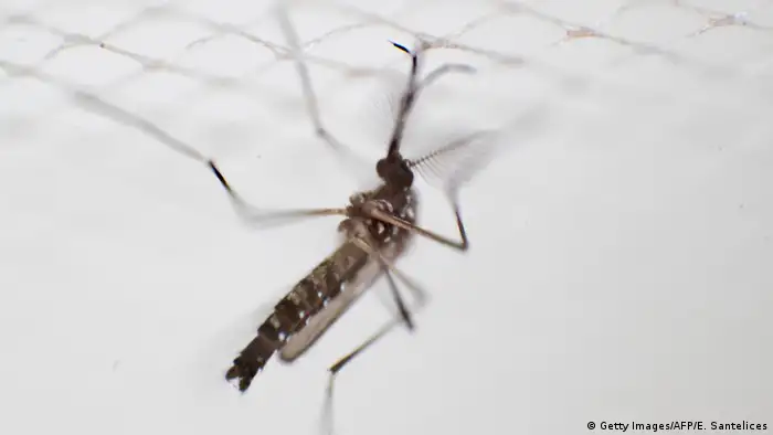 Anstieg von Denguefieber-Fällen und Bekämpfung der Krankheit in der Dominikanische Republik