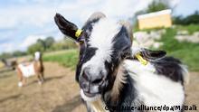 16.09.2019, Bayern, Germering: Ziegenbock Hui Buh (vom Gericht und Gnadenhof Buh-Buh genannt) blickt auf seinem Freigehege auf dem Gnadenhof Gut Streiflach in die Kamera. Eine Familie hatte das Tier bei sich in der Wohnung gehalten, bis es wegen nicht artgerechter Haltung beschlagnahmt wurde. Am 19.09.2019 beginnt der Prozess, in dem über den weiteren Verbleib des Tiers entschieden werden soll. Foto: Matthias Balk/dpa | Verwendung weltweit