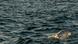 Großbritannien Sarah Thomas, Schwimmerin, 4x Durchquerung des Ärmelkanals Großbritannien Sarah Thomas, Schwimmerin, 4x Durchquerung des Ärmelkanals