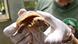 Someone holding a baby tortoise with yellow markings on its shell Someone holding a baby tortoise with yellow markings on its shell
